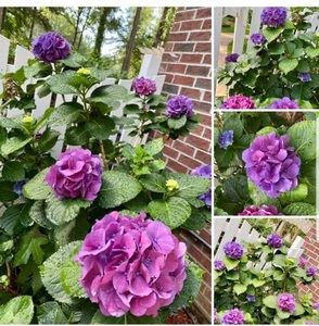 Meet your Posher, Susy